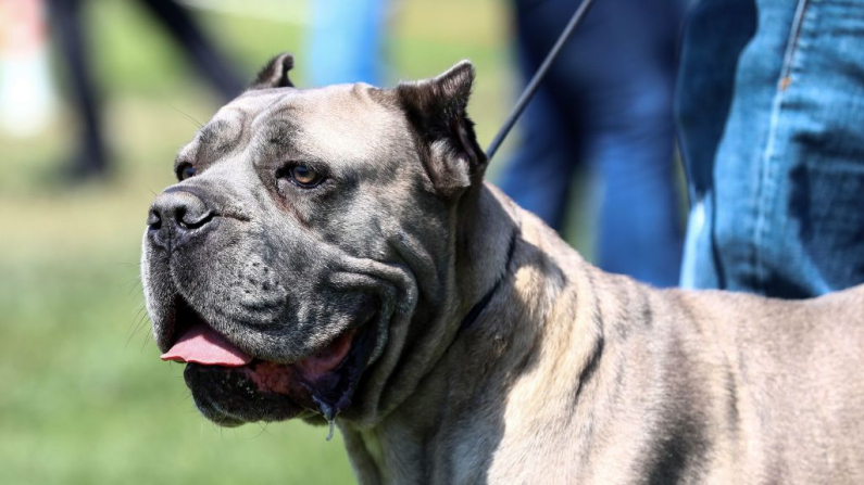 Immagine di un Pit Bull. Foto: ADEM ALTAN/AFP via Getty Images)