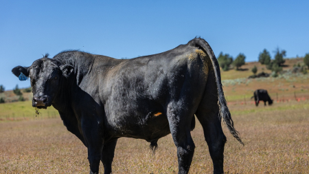 Le reali differenze tra la carne grass-fed e grain-fed