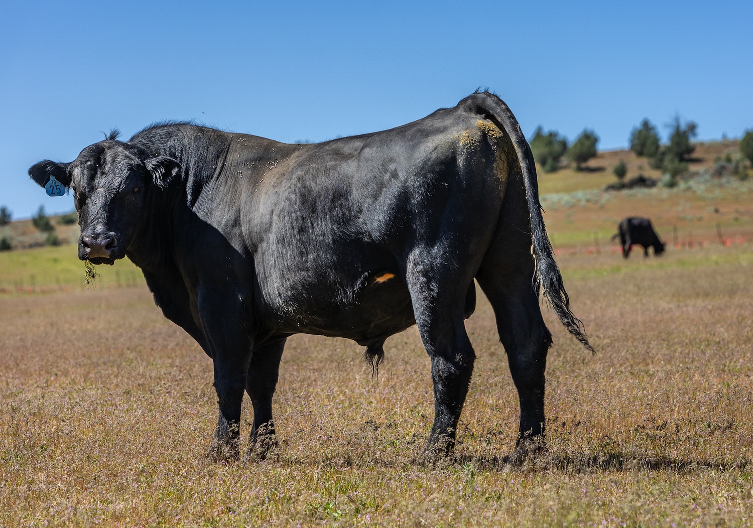 Le reali differenze tra la carne grass-fed e grain-fed